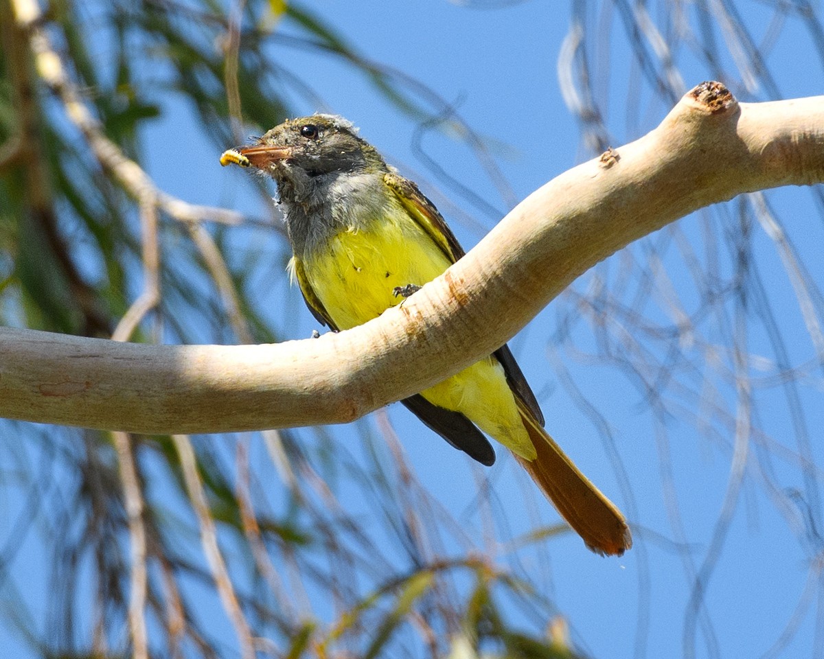 Great Crested Flycatcher - ML609184660