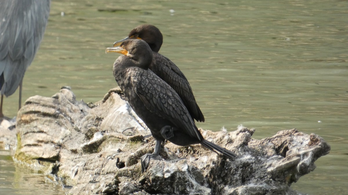 Double-crested Cormorant - Alan Decker