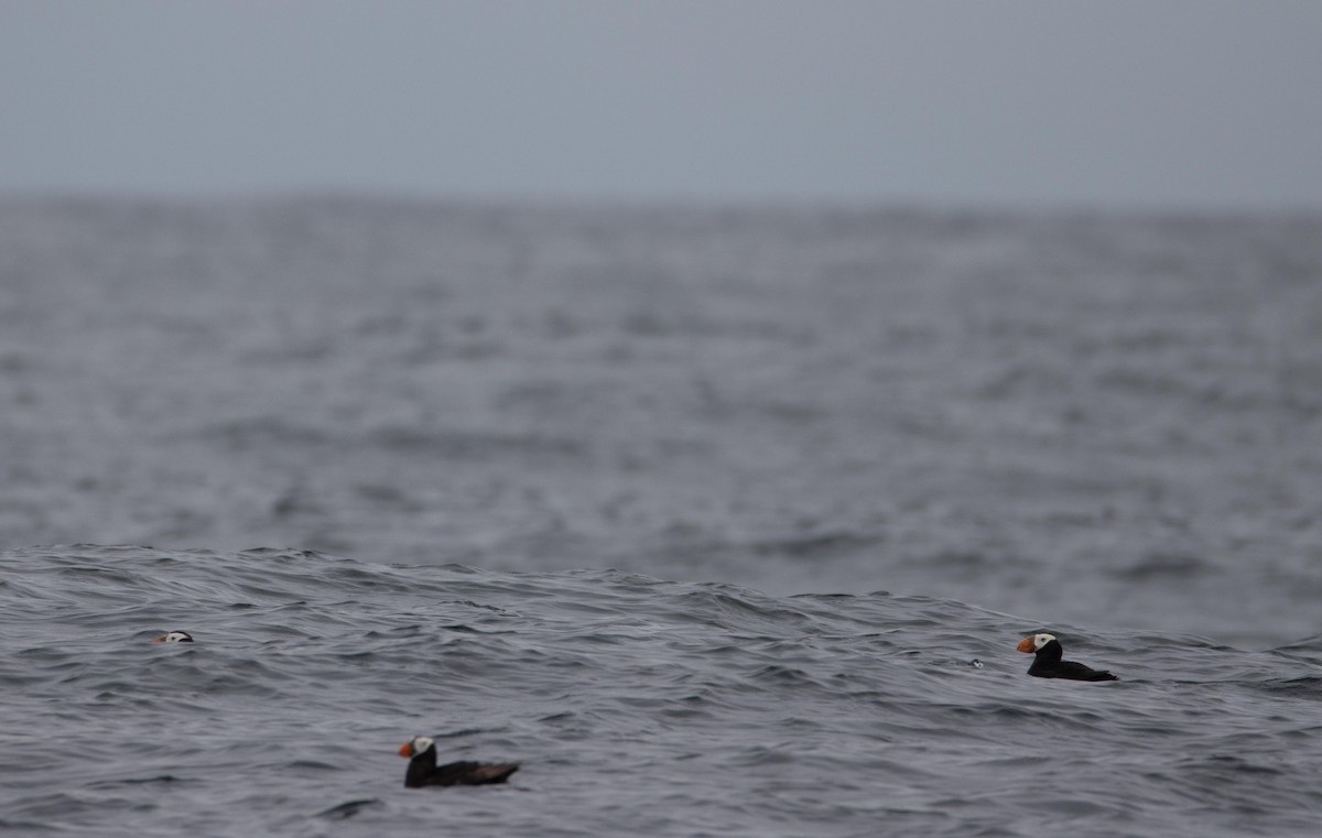 Tufted Puffin - ML609184960