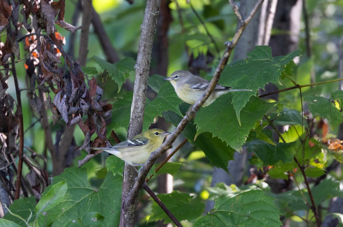 Bay-breasted Warbler - ML609185228