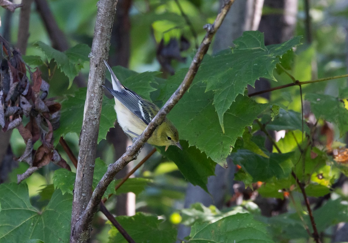 Bay-breasted Warbler - Jay McGowan