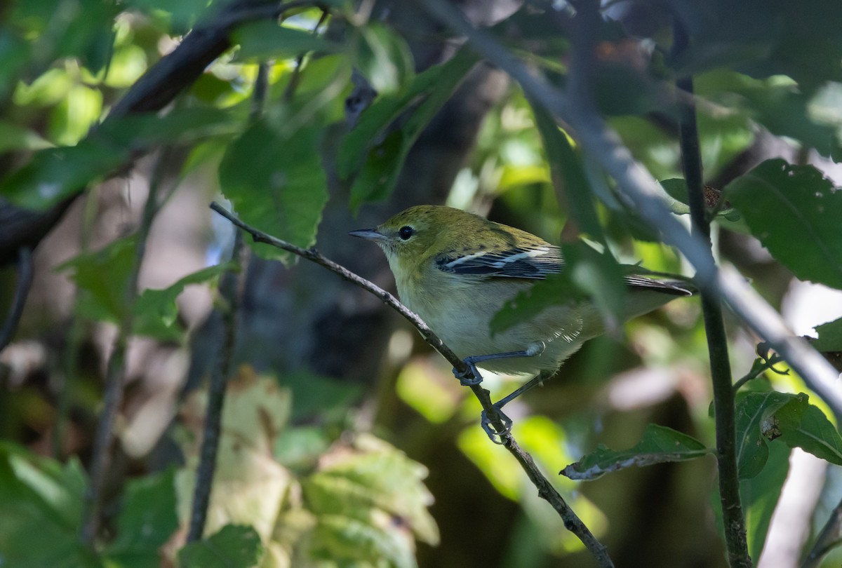 Bay-breasted Warbler - ML609185258