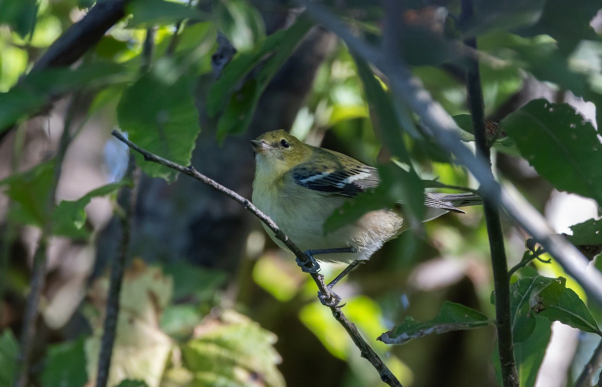 Bay-breasted Warbler - ML609185259