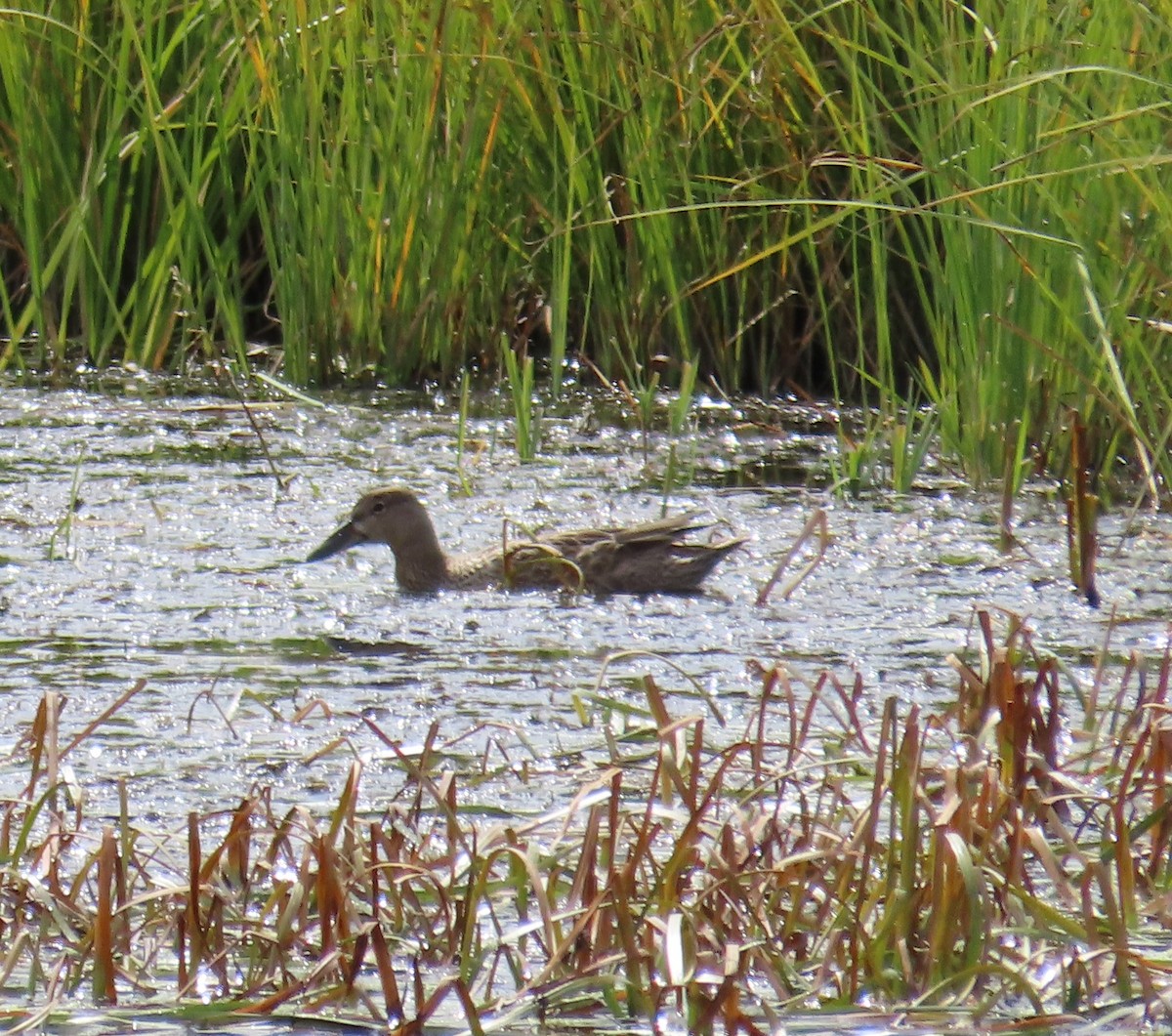 Blue-winged Teal - ML609185794