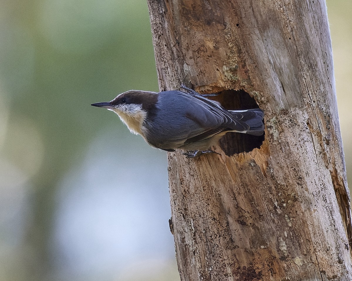 Brown-headed Nuthatch - ML609185978