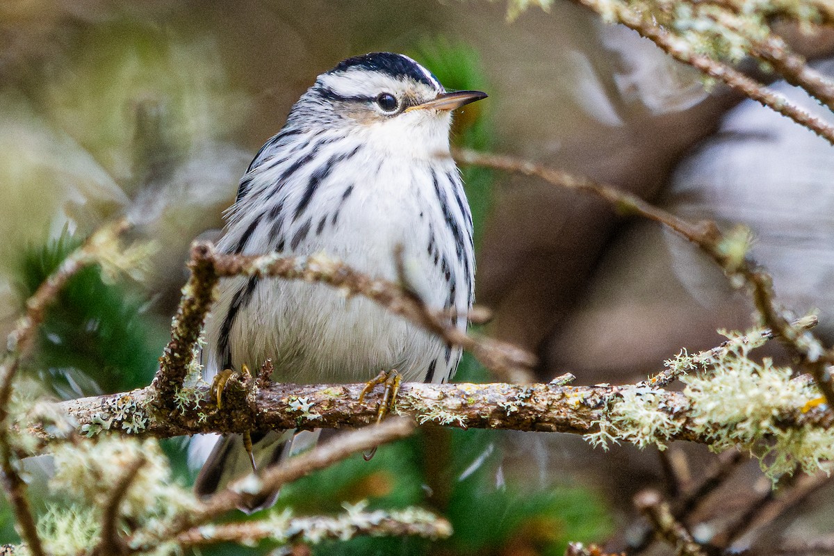 Black-and-white Warbler - ML609186067