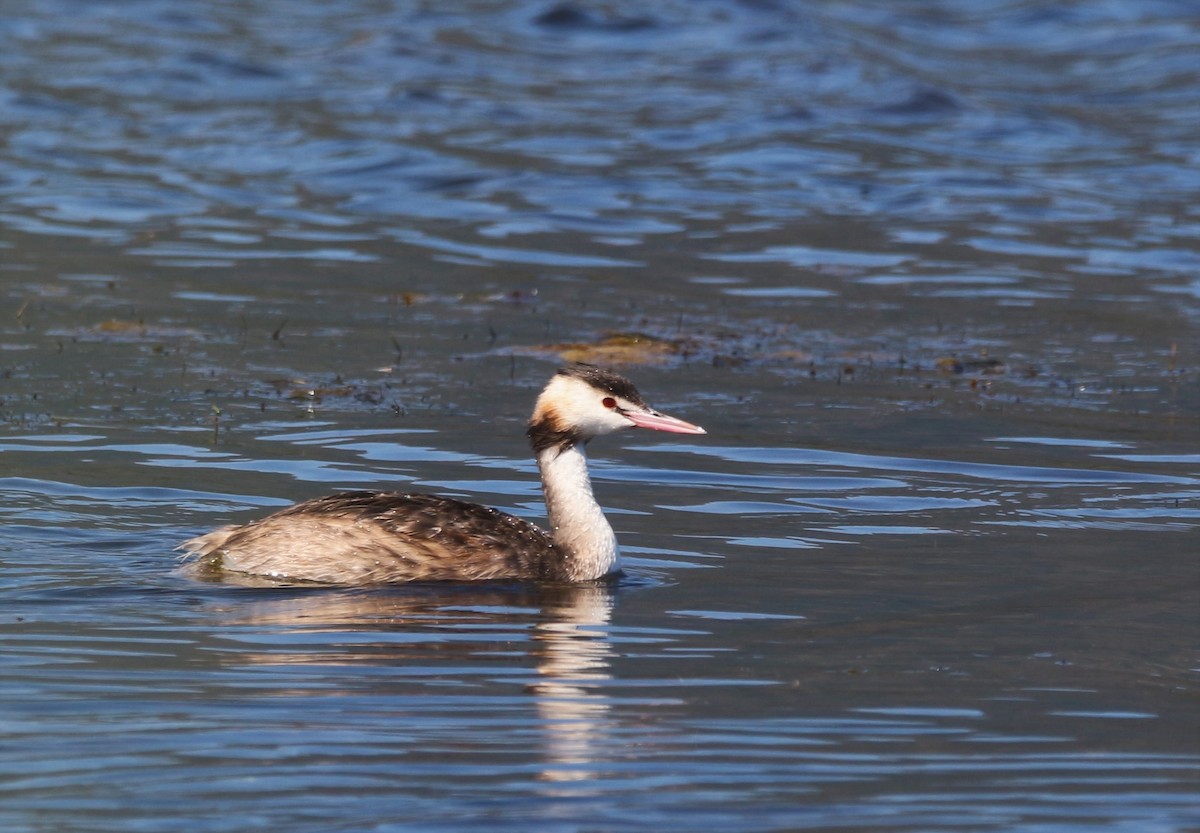 Great Crested Grebe - ML609186393
