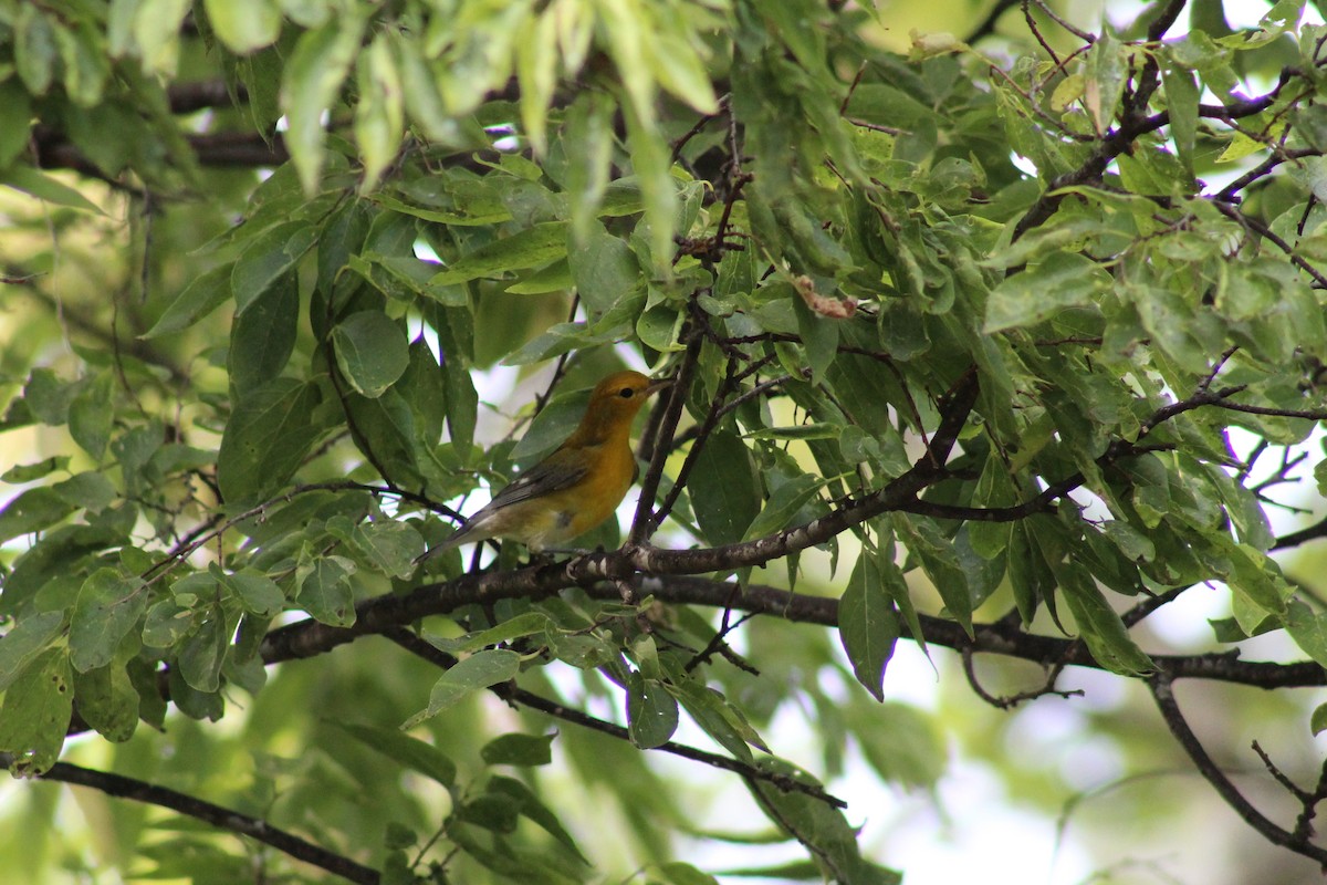 Prothonotary Warbler - ML609186570