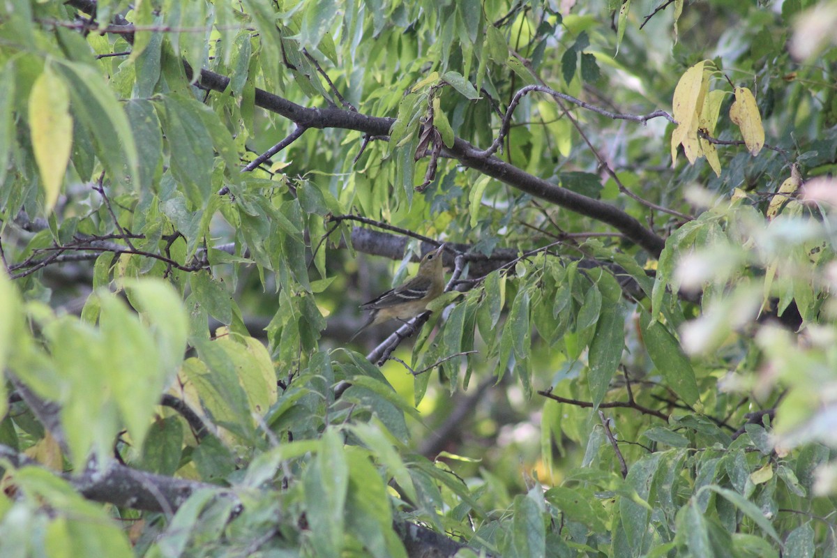 Bay-breasted Warbler - ML609186594