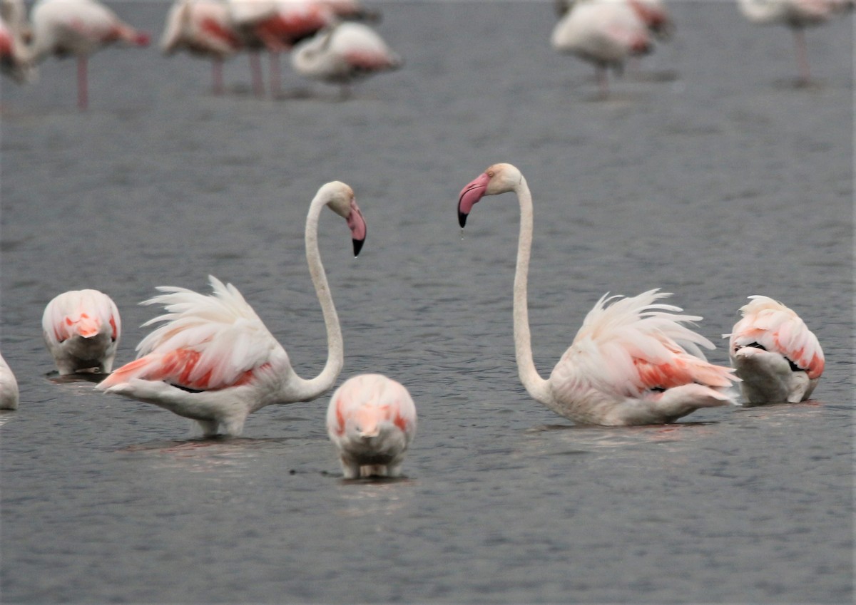 Greater Flamingo - ML609186616