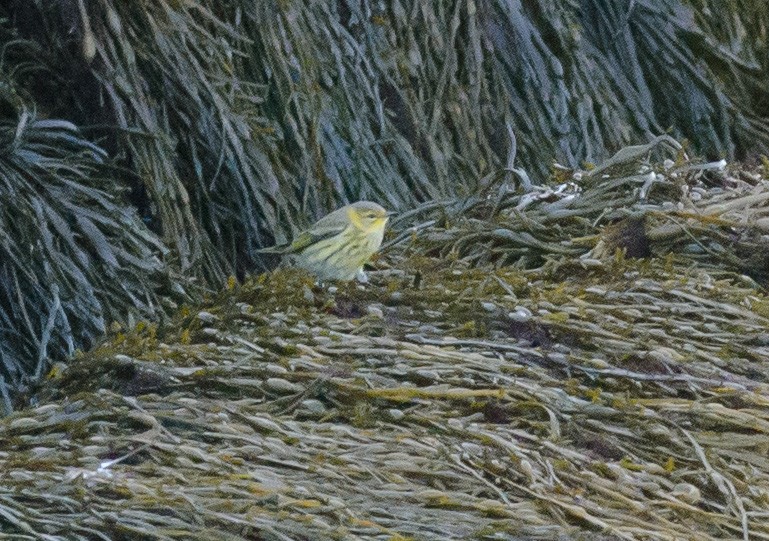 Cape May Warbler - Alix d'Entremont