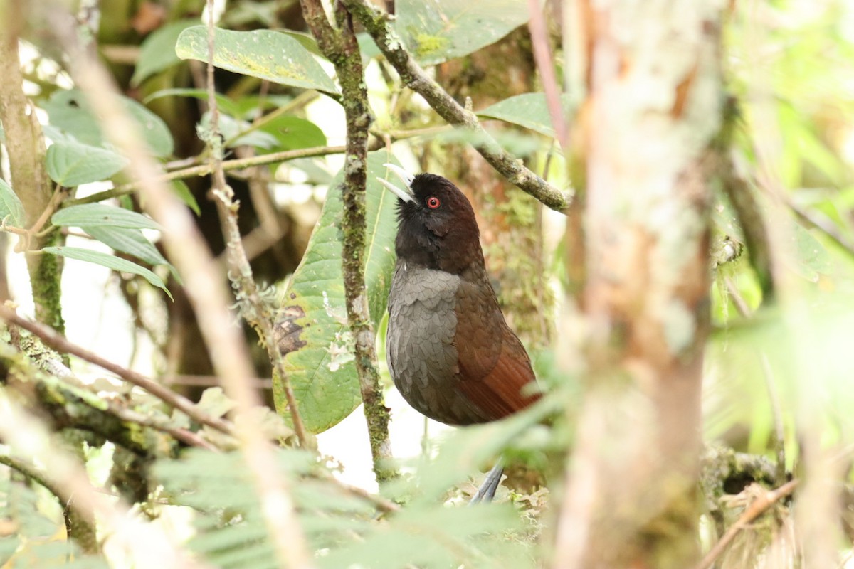 Pale-billed Antpitta - Marcelo Quipo