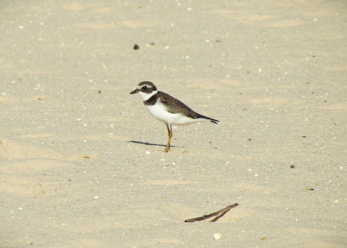 Semipalmated Plover - ML609187672