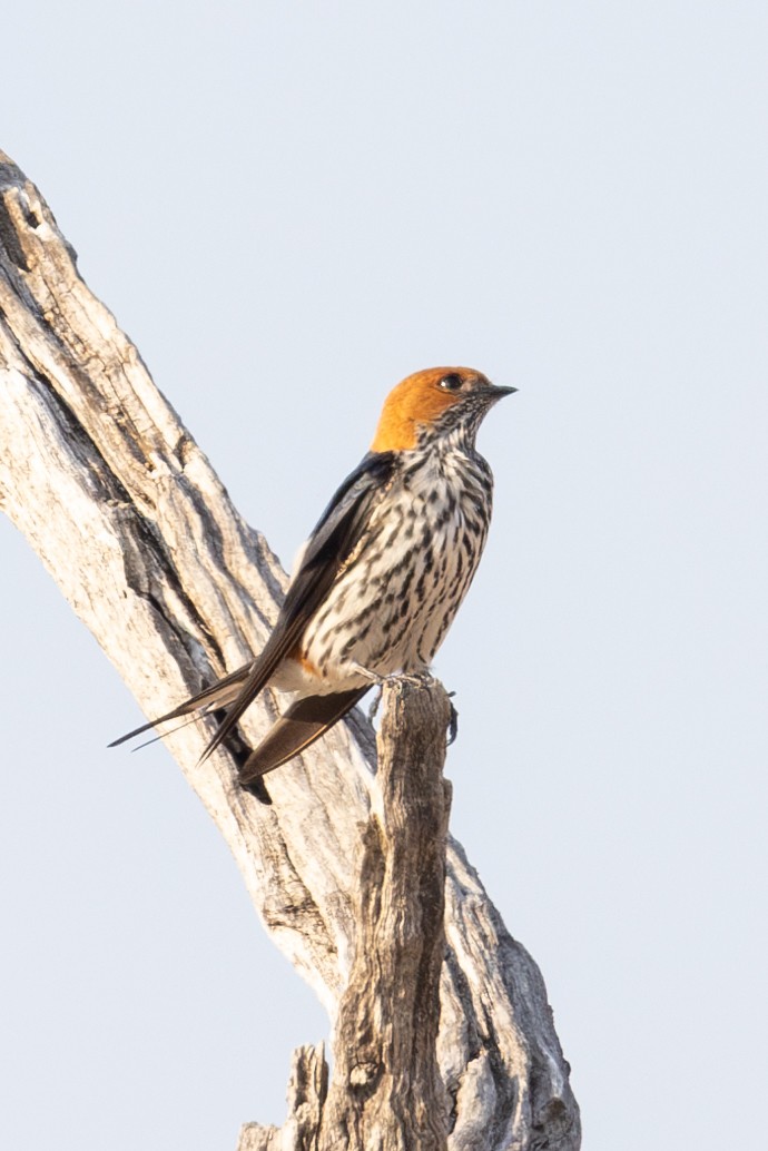 Lesser Striped Swallow - Mason Flint