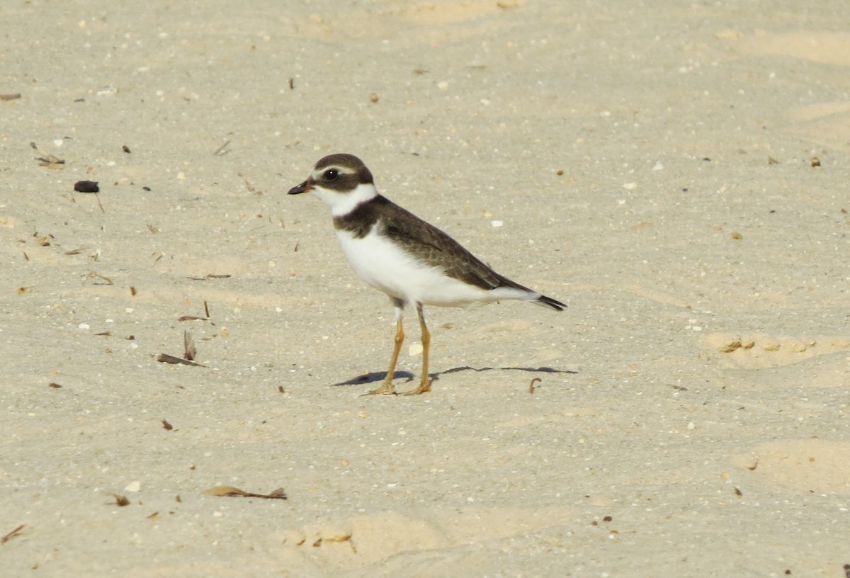 Semipalmated Plover - ML609187703