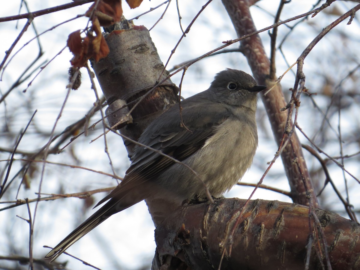 Townsend's Solitaire - ML609188090