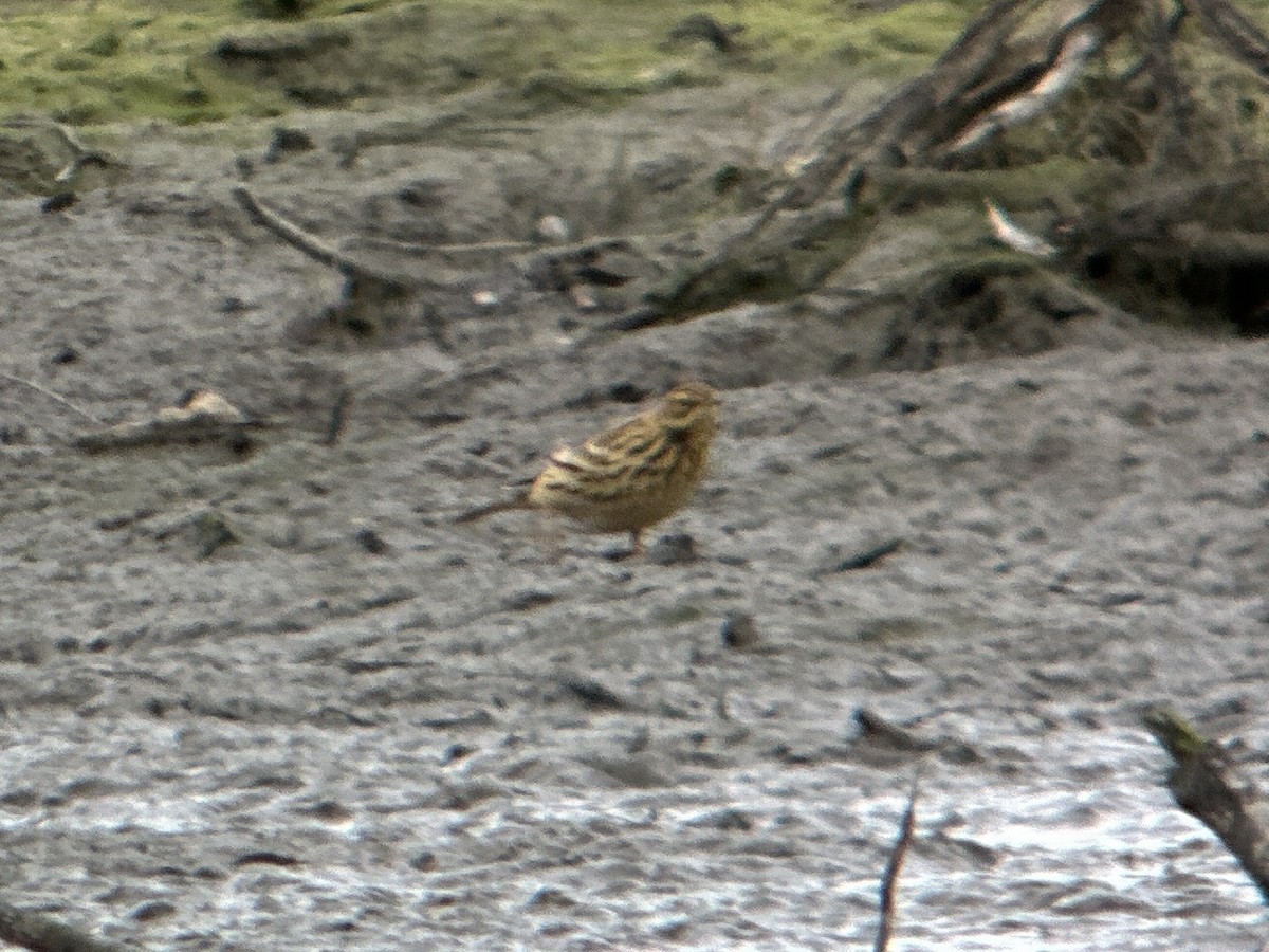 Red-throated Pipit - ML609188146