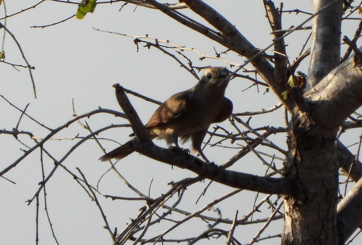 Black-eared Cuckoo - ML609188179