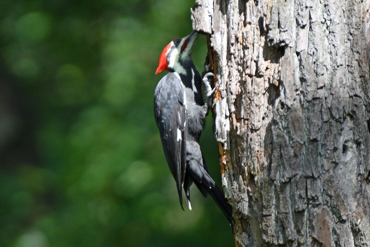 Pileated Woodpecker - ML609188242
