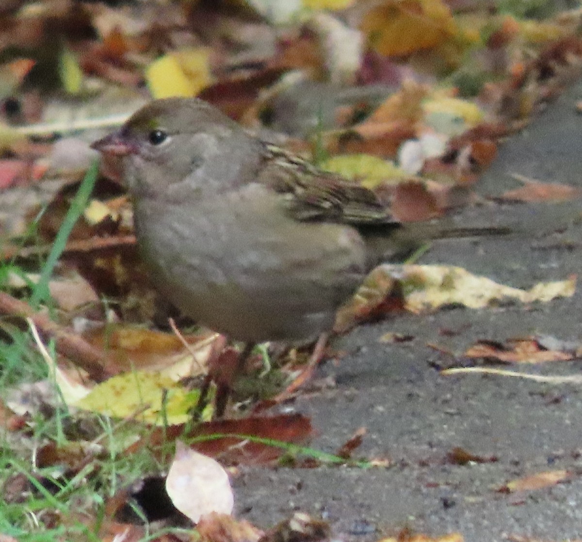 Golden-crowned Sparrow - ML609188383