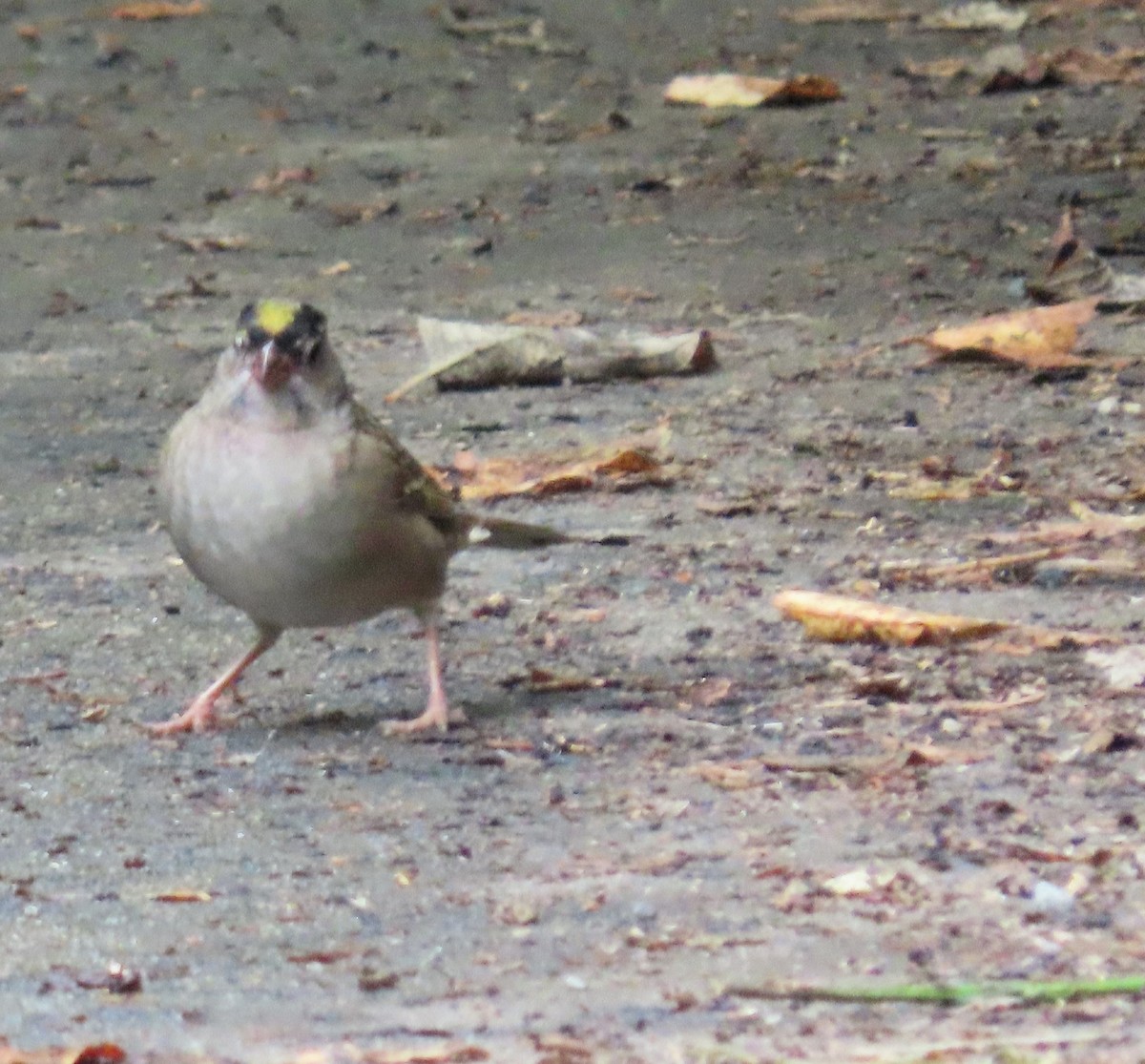 Golden-crowned Sparrow - ML609188399