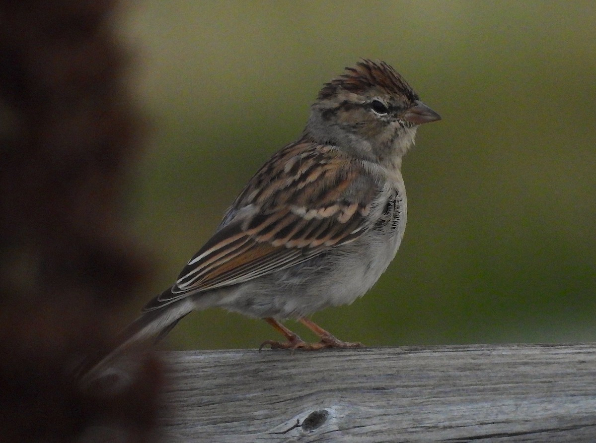 Chipping Sparrow - ML609188521