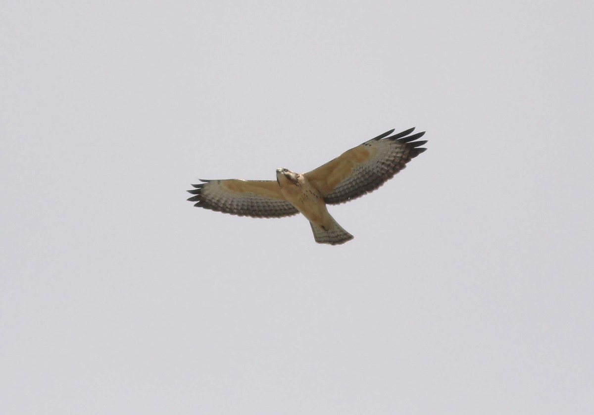 Short-tailed Hawk - Sergio Gómez Villaverde