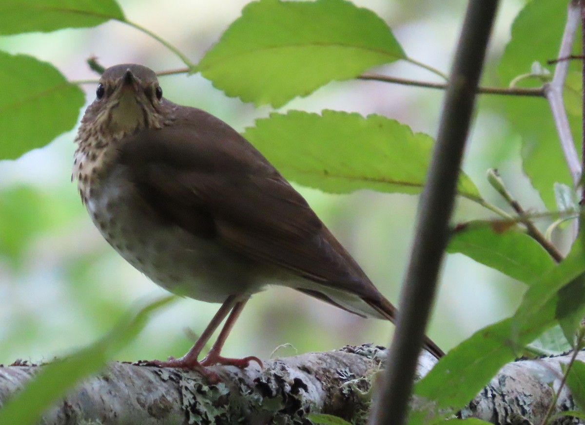 Swainson's Thrush - ML609188661