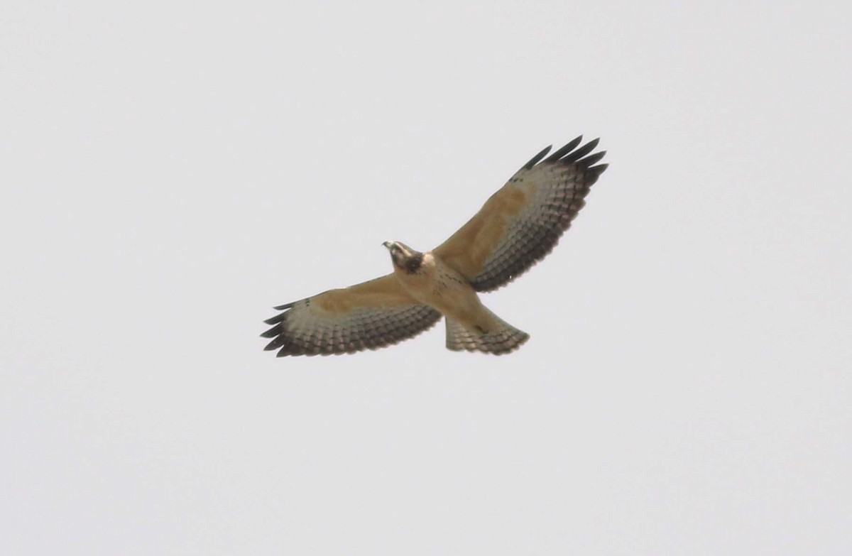 Short-tailed Hawk - Sergio Gómez Villaverde