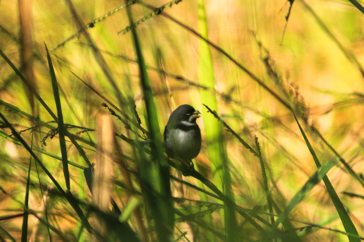Double-collared Seedeater - ML609188767