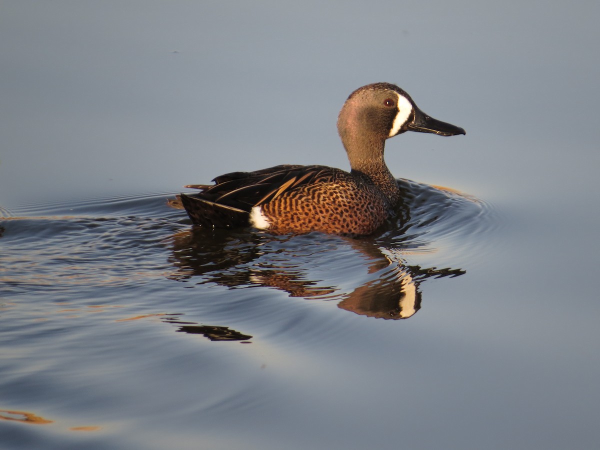 Blue-winged Teal - ML609188798