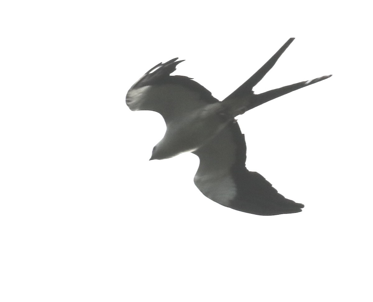Swallow-tailed Kite - ML609188865