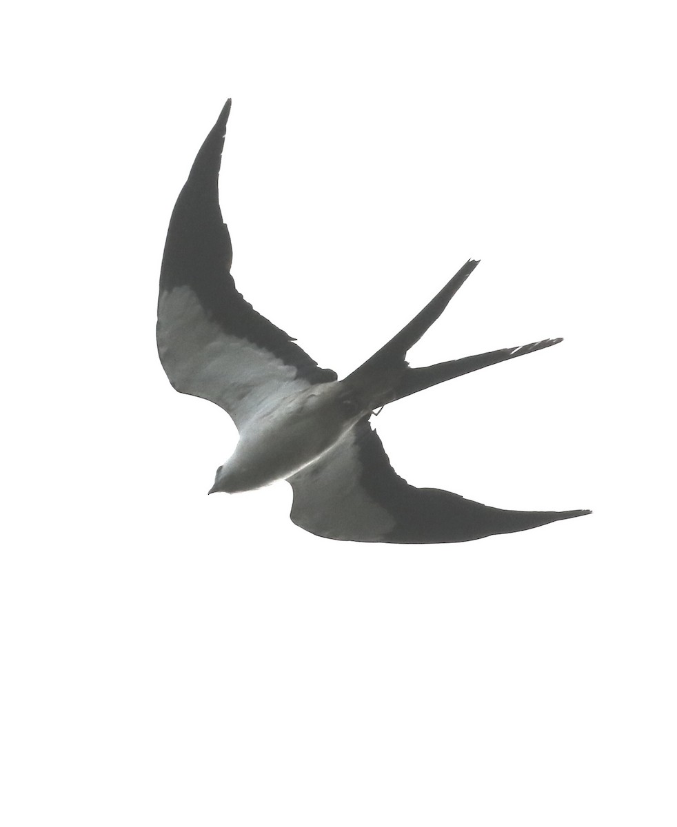 Swallow-tailed Kite - ML609188867