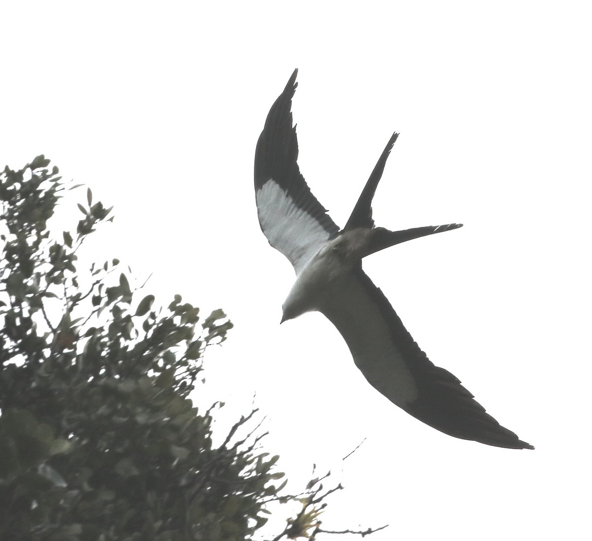 Swallow-tailed Kite - ML609188868