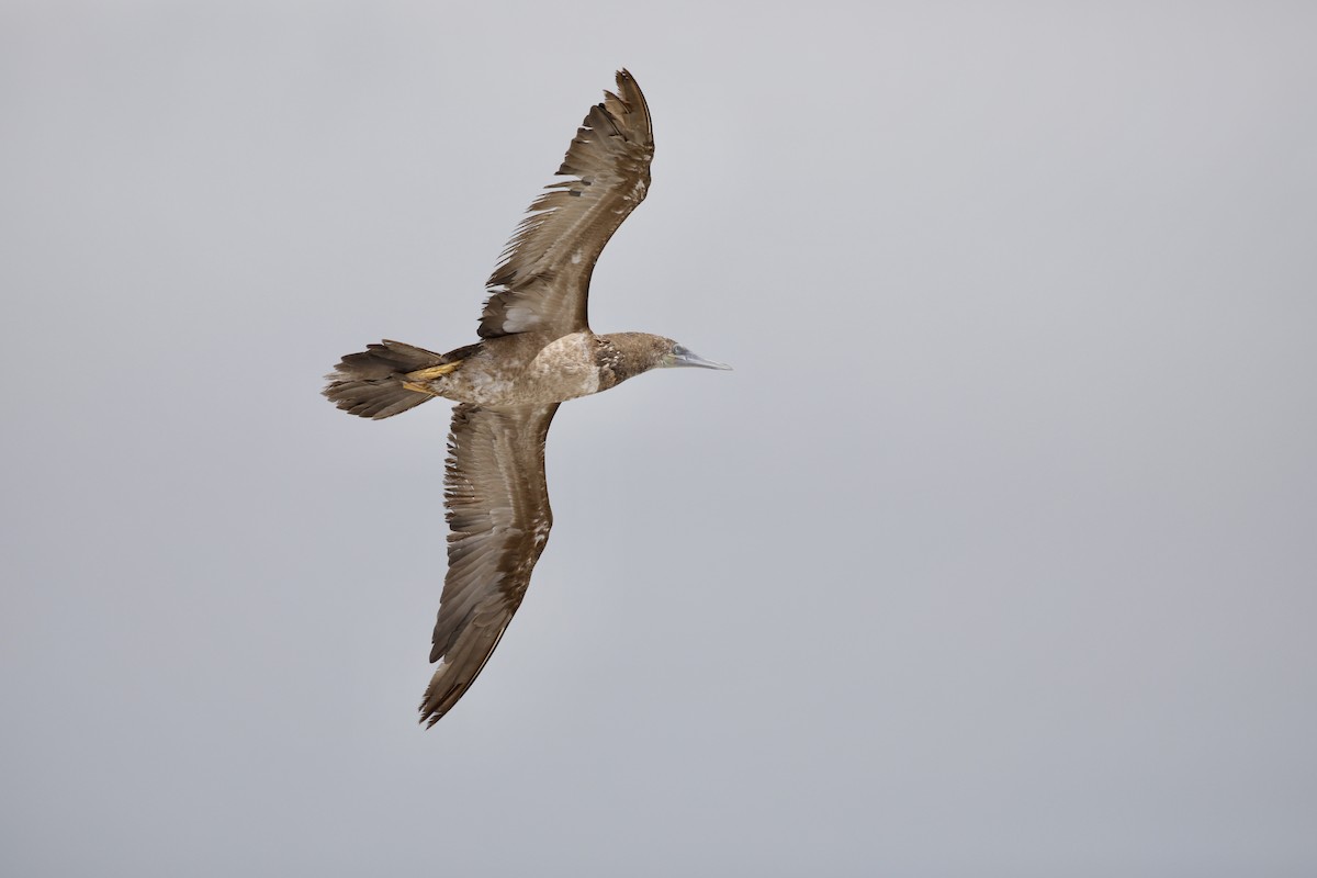 Brown Booby - ML609188869