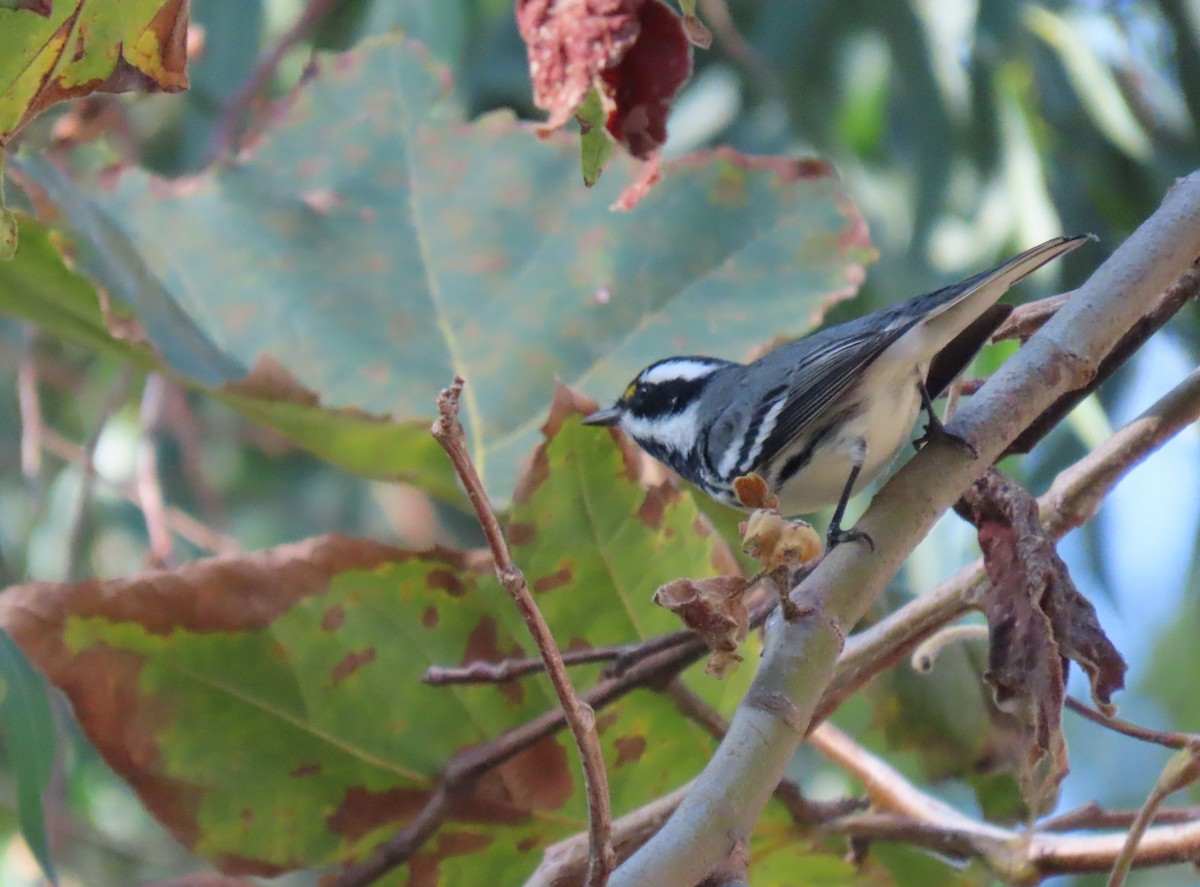 Black-throated Gray Warbler - Donna Bray