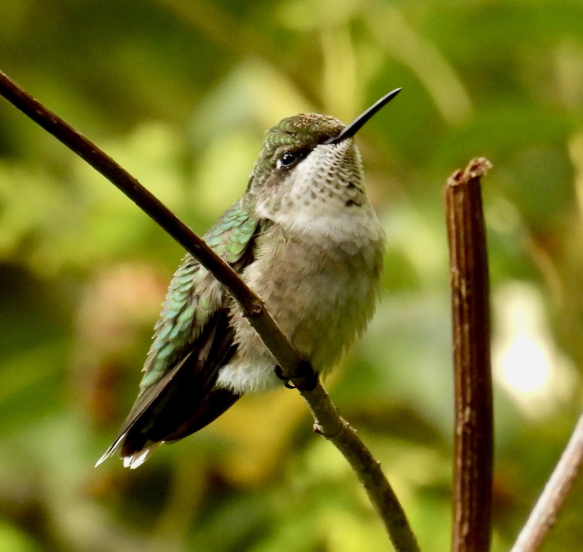 Ruby-throated Hummingbird - ML609189353