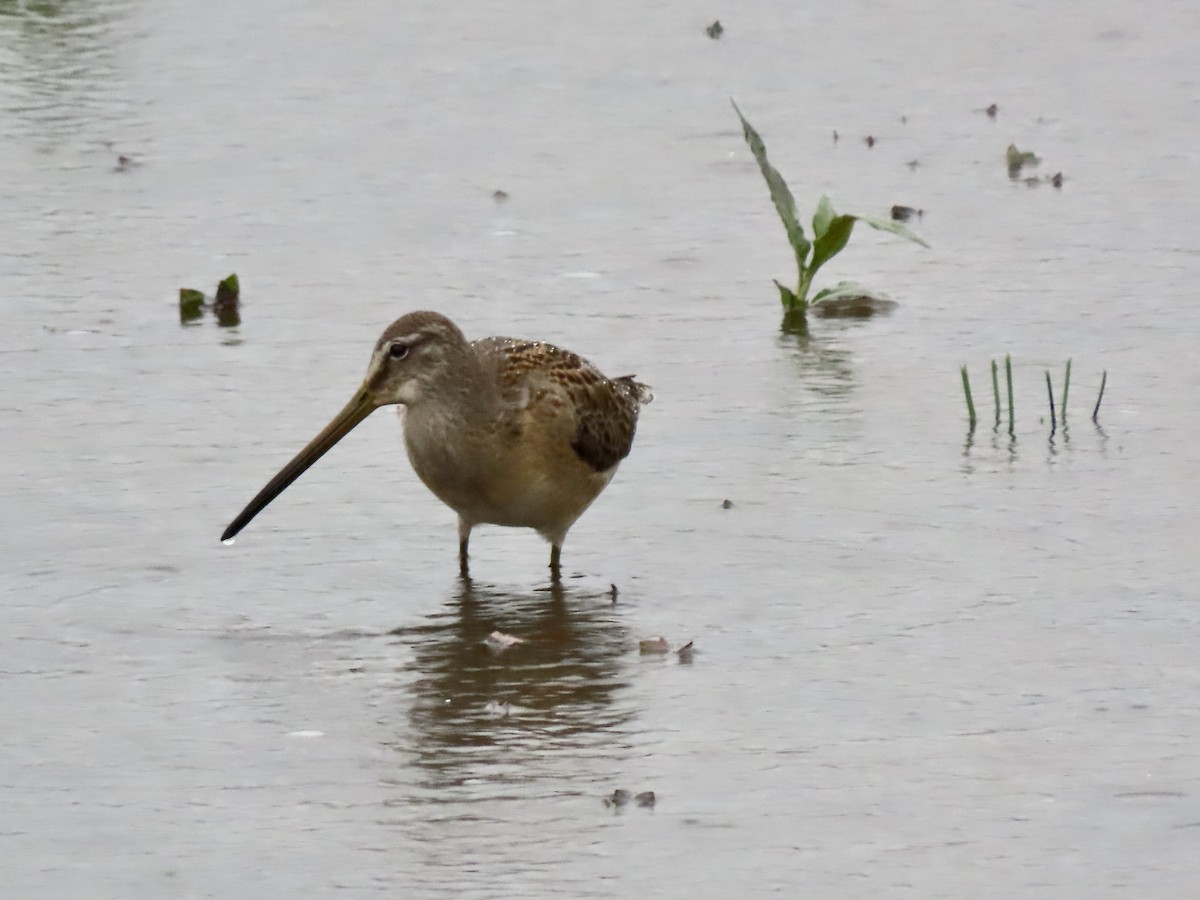 Long-billed Dowitcher - ML609189455