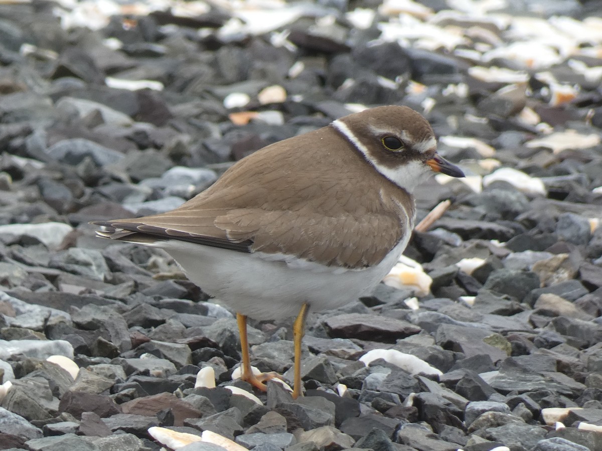 Semipalmated Plover - ML609189477