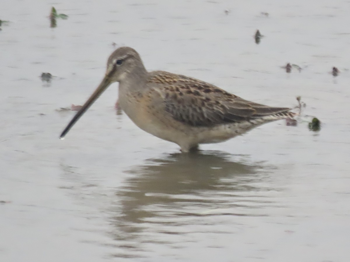 Long-billed Dowitcher - ML609189513