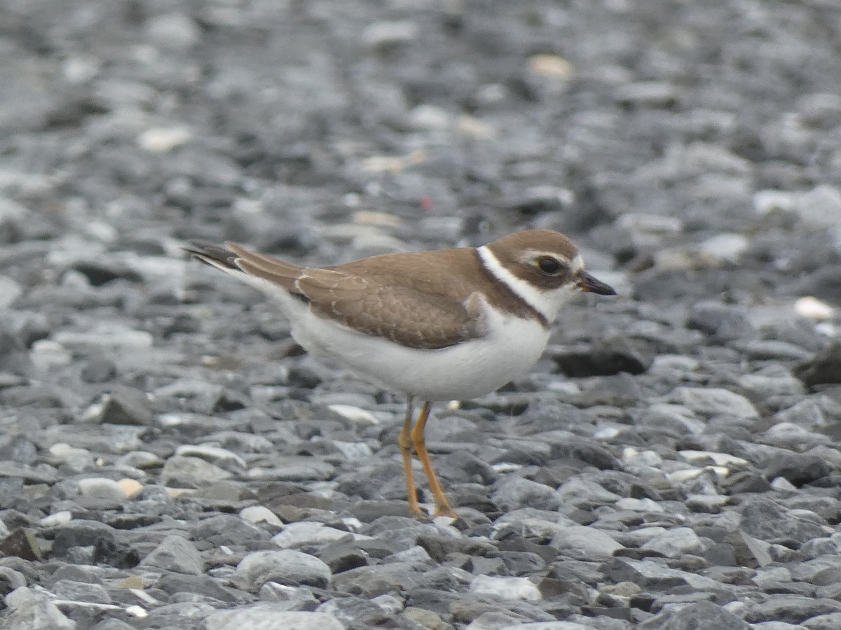 Semipalmated Plover - ML609189542