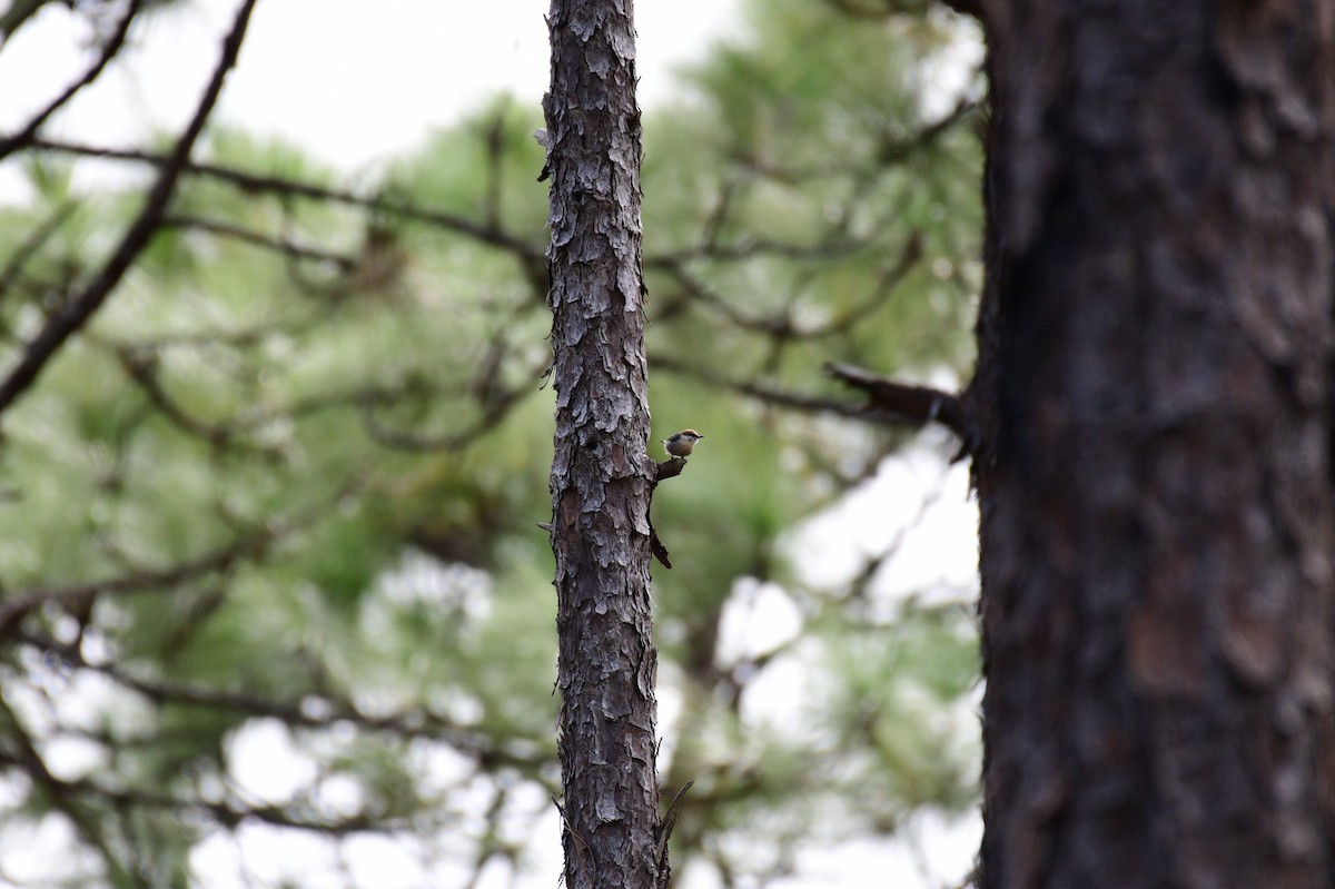 Brown-headed Nuthatch - ML609189628