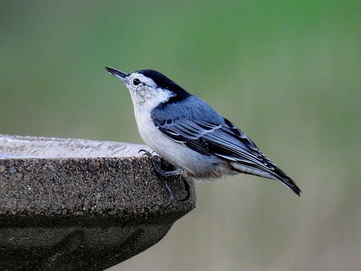 White-breasted Nuthatch - ML609189730