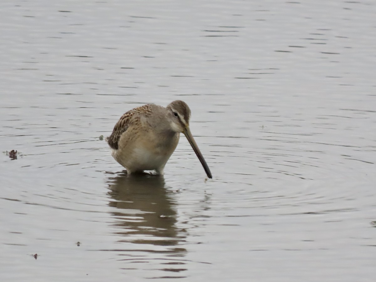 Long-billed Dowitcher - ML609189899