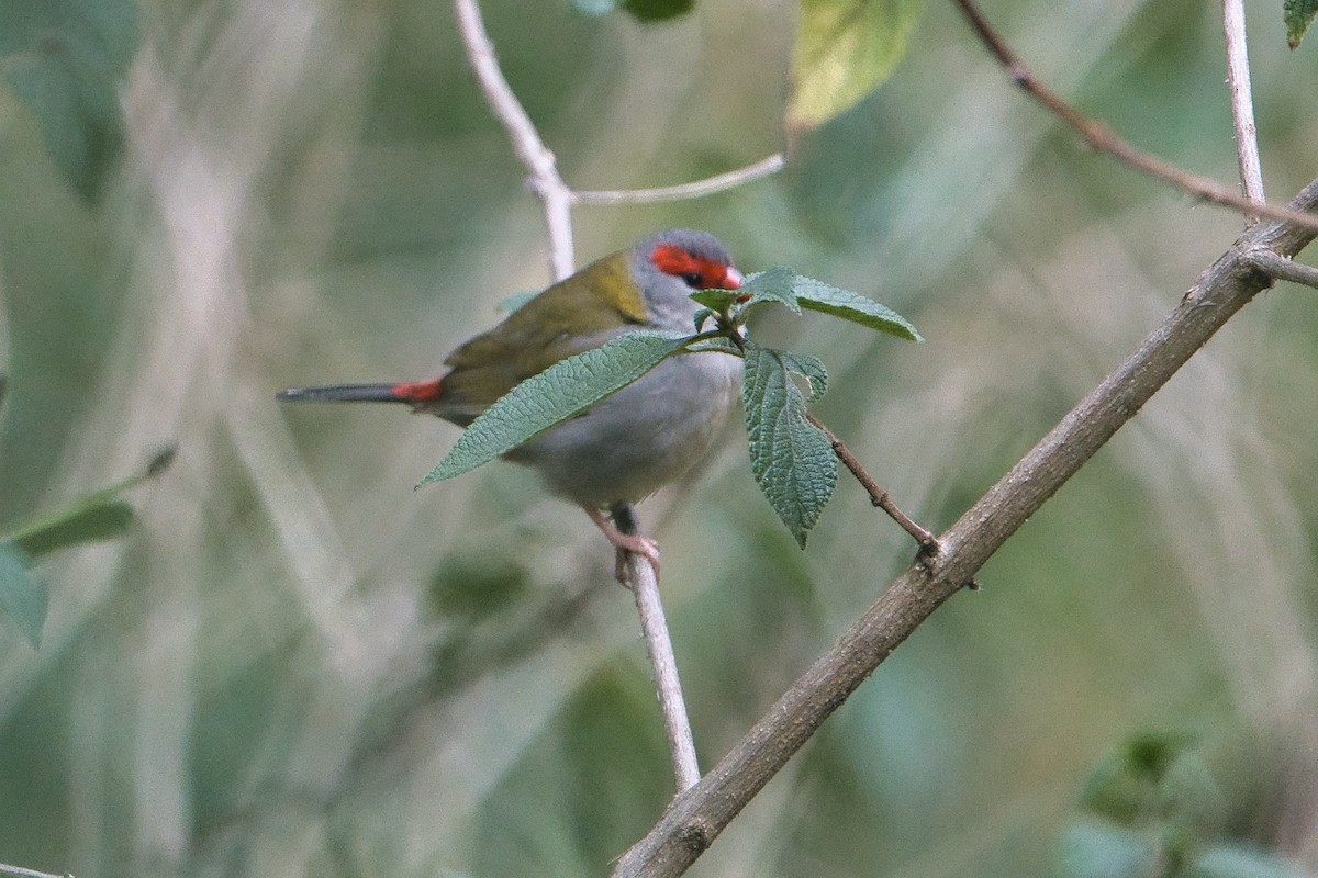 Red-browed Firetail - ML609189944