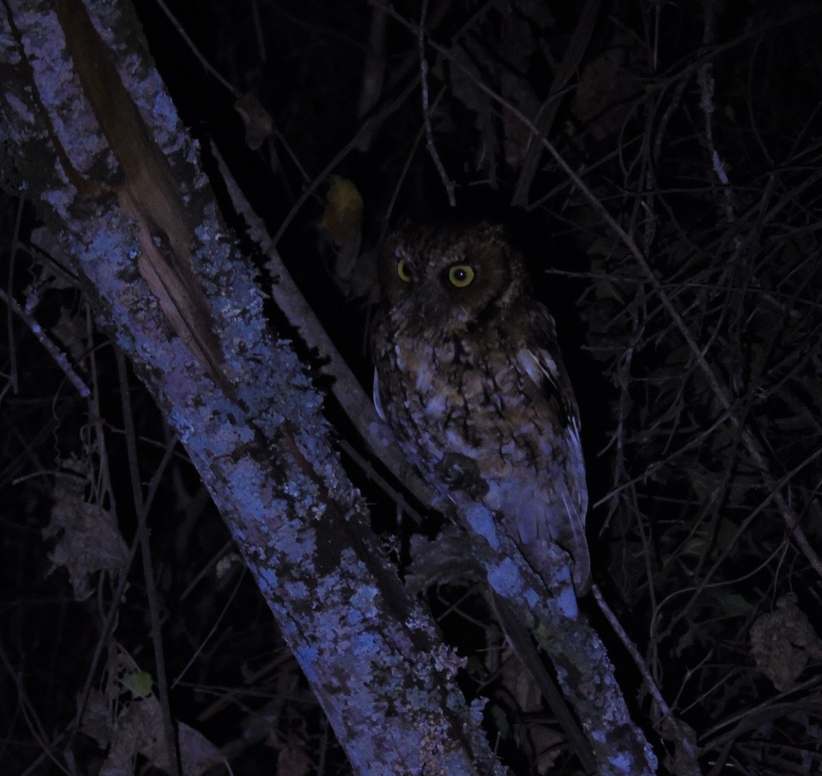 Montane Forest Screech-Owl - ML609189968