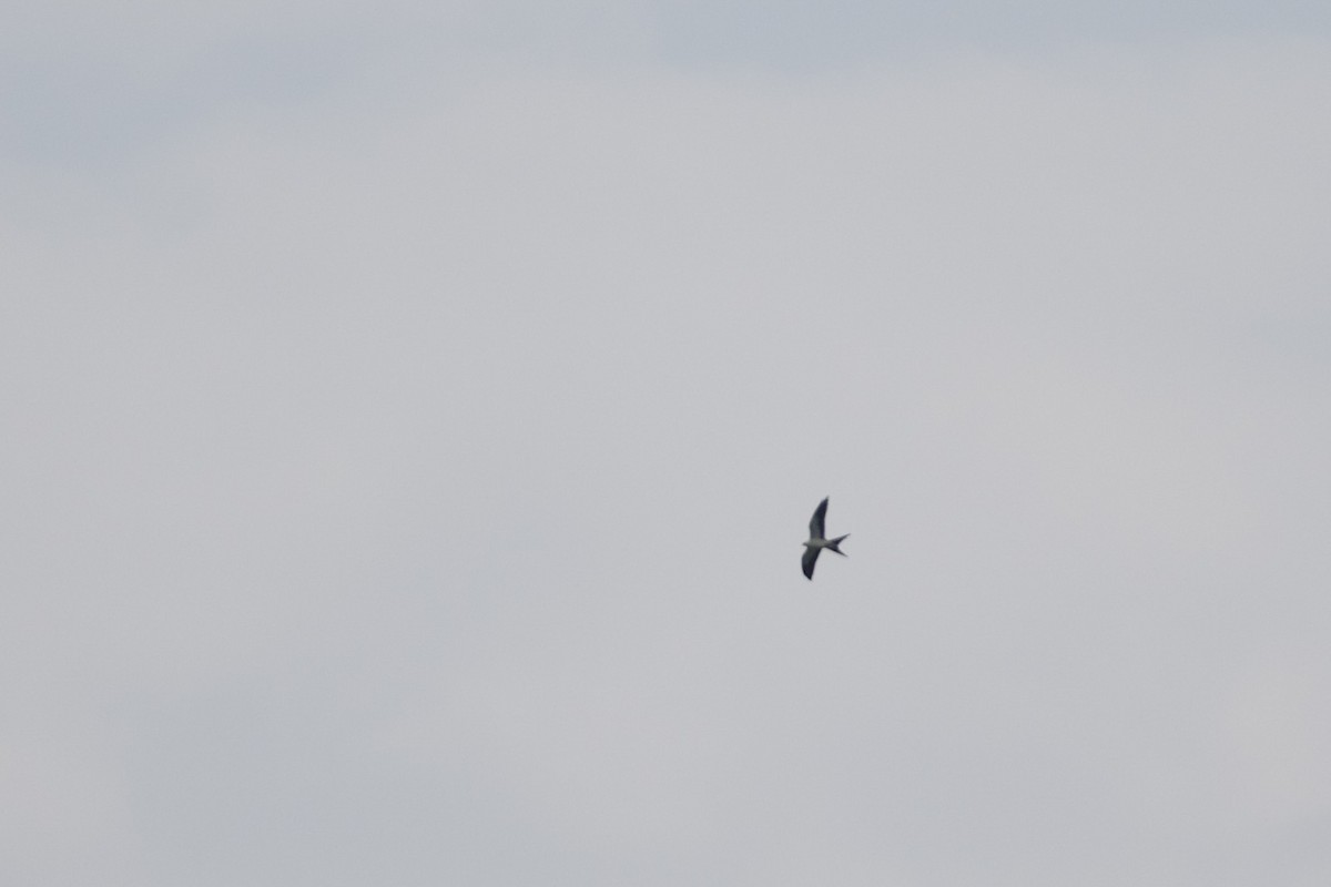Swallow-tailed Kite - ML609190132