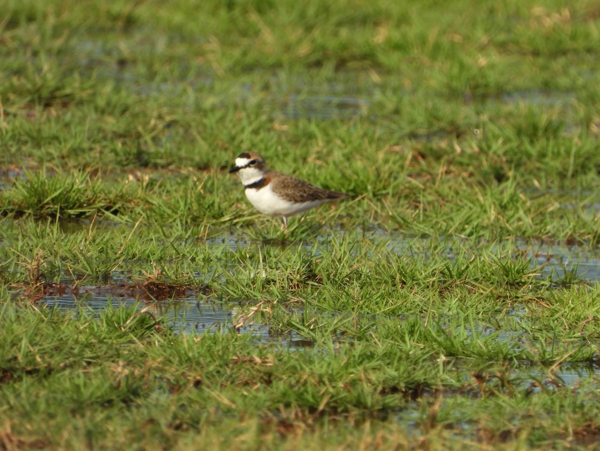 Collared Plover - ML609190171