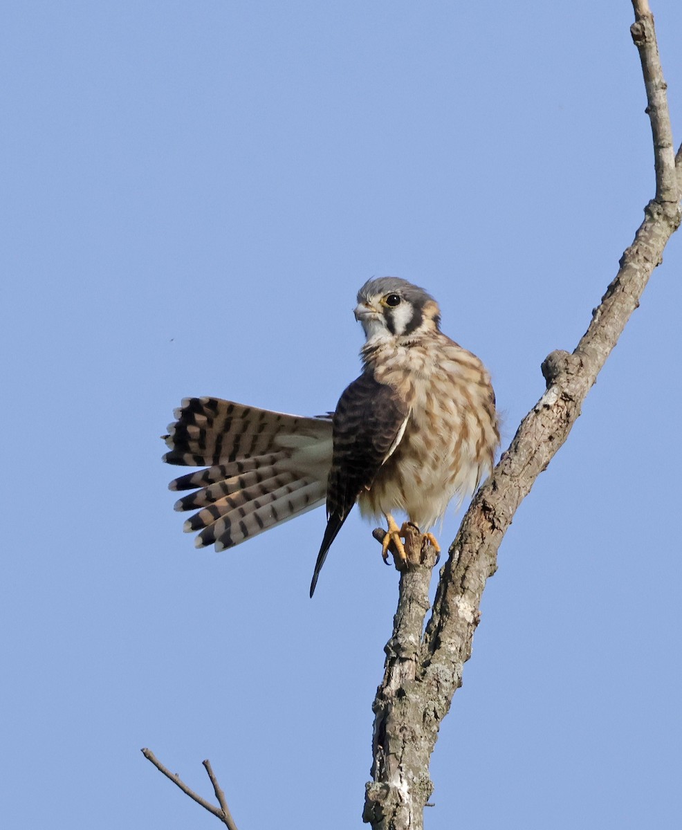 American Kestrel - ML609190511