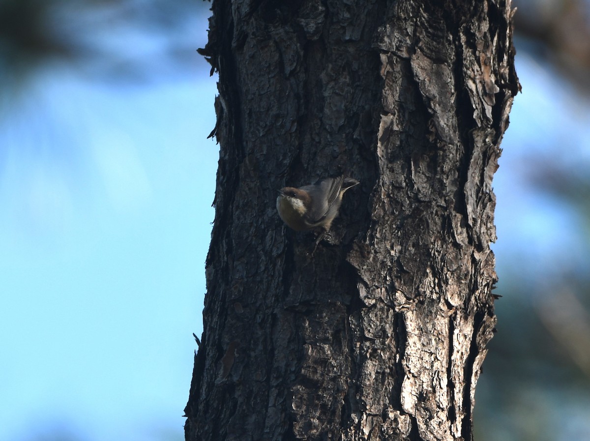 Brown-headed Nuthatch - ML609190629